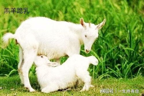 吃瓜网小羊,揭秘娱乐圈那些不为人知的幕后故事