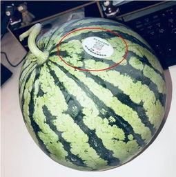 平邑网红吃瓜,揭秘当地美食背后的故事