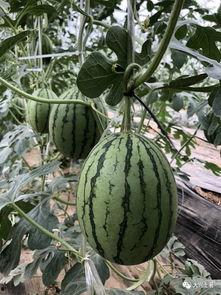 平邑网红吃瓜,揭秘当地美食背后的故事