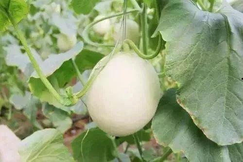 浏阳网红吃瓜事件,揭秘网络舆论的风暴与真相