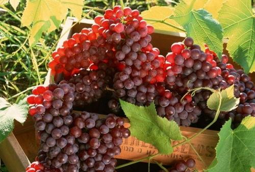 网红吃葡萄瓜视频,口感惊艳引网友热议！