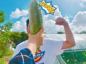 网红吃瓜在哪找,探寻热门话题的聚集地