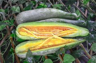 网红吃瓜社,揭秘娱乐圈幕后真相，带你领略明星们的真实生活