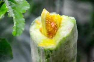 网红吃瓜社,揭秘娱乐圈幕后真相，带你领略明星们的真实生活